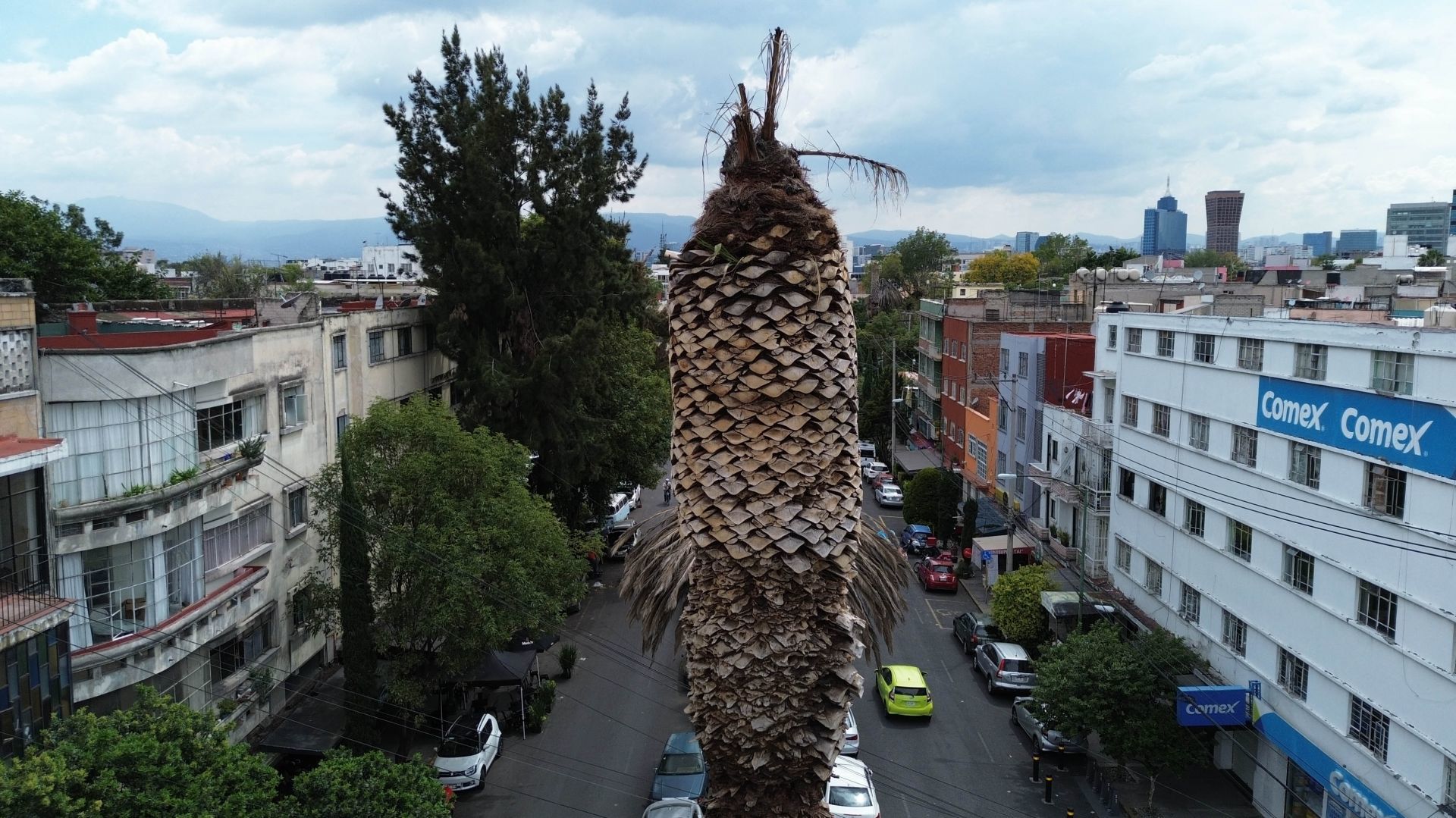 Miles de palmeras contagiadas en la CDMX.