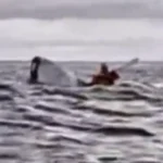 Ballena engulle a joven y lo escupe.
