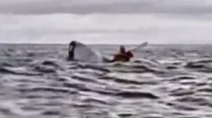 Ballena engulle a joven y lo escupe.
