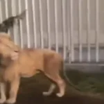 El león imponente en las calles de Ocoyoc, en el Estado de México.