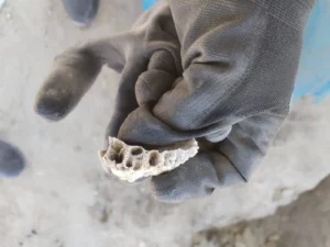 Huesos encontrados en el Rancho Izaguirre.