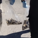 Cientos de casquillos recolectados.