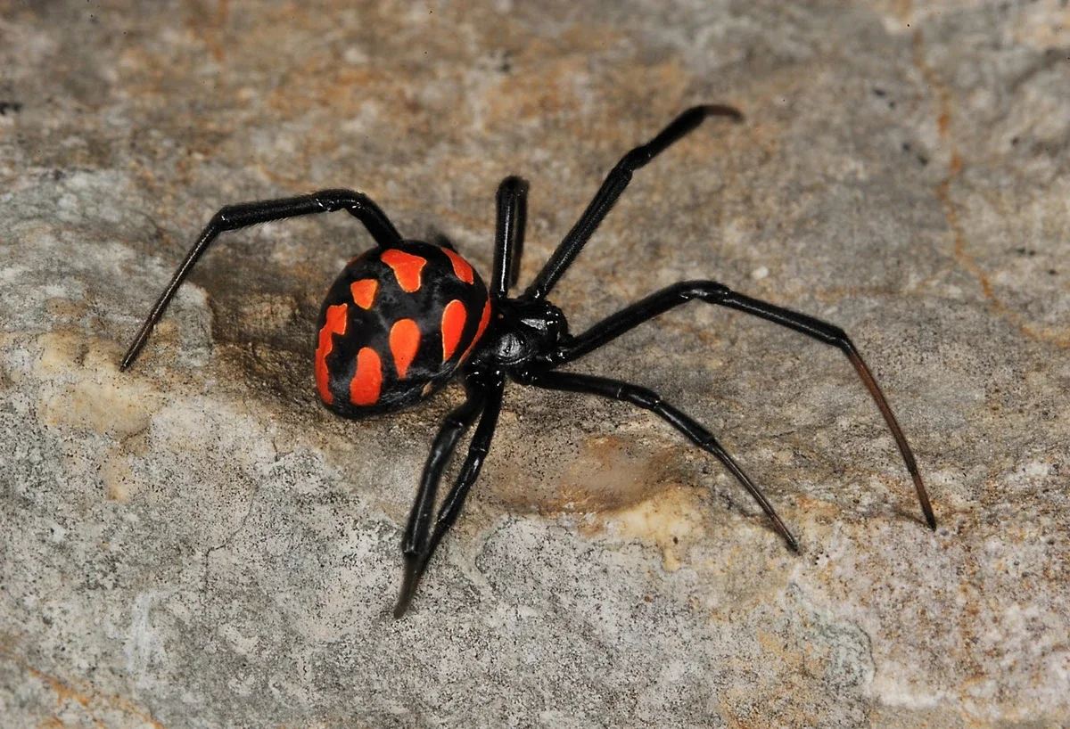 La viuda negra, una atacante peligrosa.