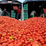 Impone Trump 17% de arancel al tomate mexicano.