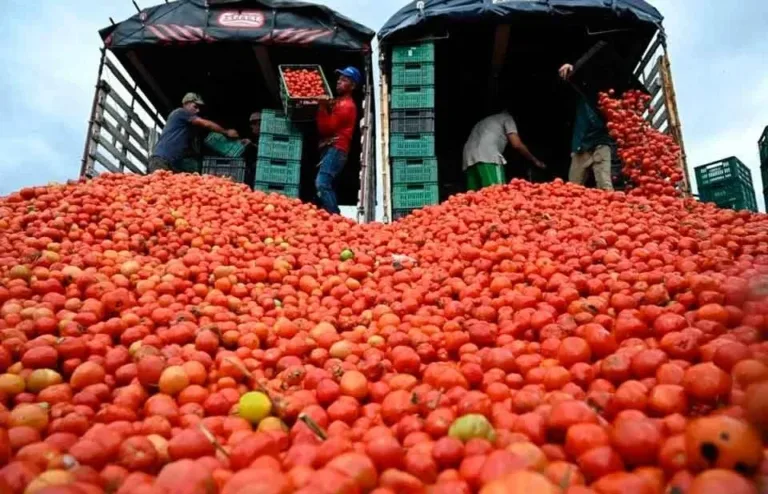 Impone Trump 17% de arancel al tomate mexicano.