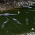 Menor mexicano estuvo en el Alcatraz de los Caimanes.