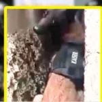 Káiser, el perro que ayudó a resolver un feminicidio.