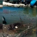 Ecologistas denuncian derrame de petróleo en e río Pánunco.