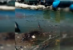 Ecologistas denuncian derrame de petróleo en e río Pánunco.