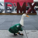 El Pato Merlín se ha vuelto querido y famoso en medio del Mundial.