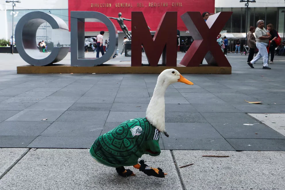 El Pato Merlín se ha vuelto querido y famoso en medio del Mundial.