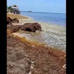 Cientos de peces muertos en Quintana Roo.