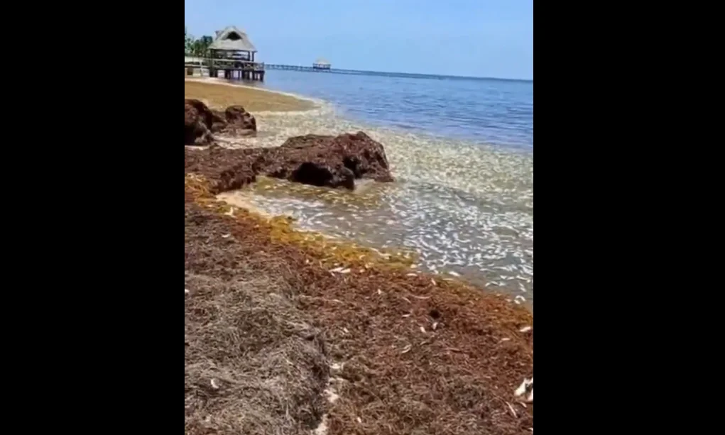 Cientos de peces muertos en Quintana Roo.