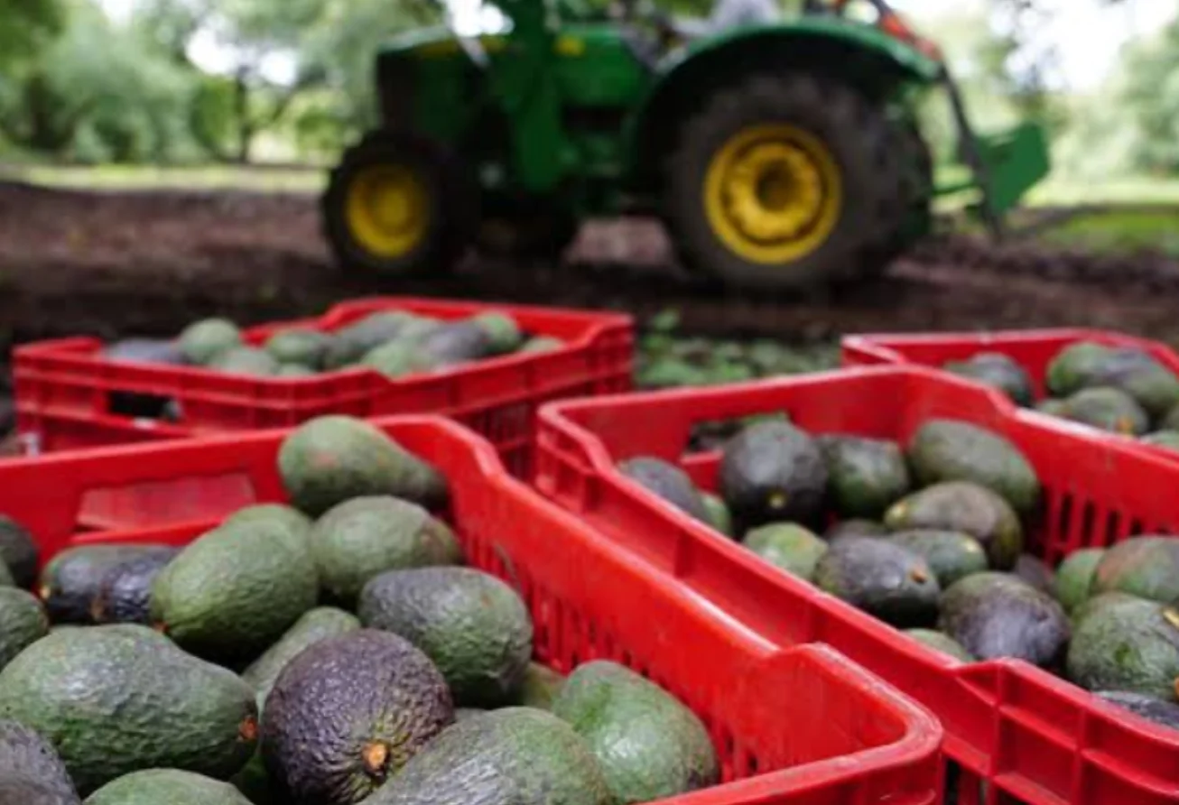 Reanudan parcialmente exportación del agucacate mexicano.