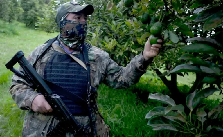 El “impuesto criminal” de dos pesos por kilo que estrangula a la industria del aguacate