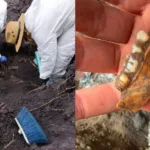 Hallan 1,600 dientes de leche en presunto campo de exterminio.