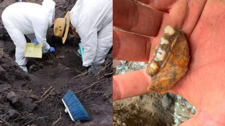Hallan 1,600 dientes de leche en presunto campo de exterminio.